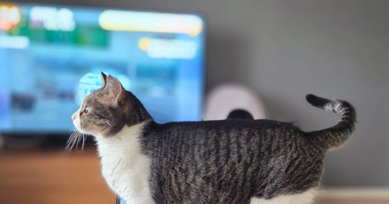 飼い主さんをお見送りする猫→『足元』を見てみると…思わず笑っちゃう様子に4万2000いいね「普通に踏んでるｗ」「仕事行く気マンマンｗ」