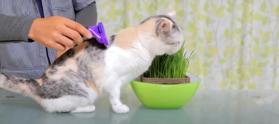 抜け毛スッキリ♪猫ちゃんの美味しいブラッシング