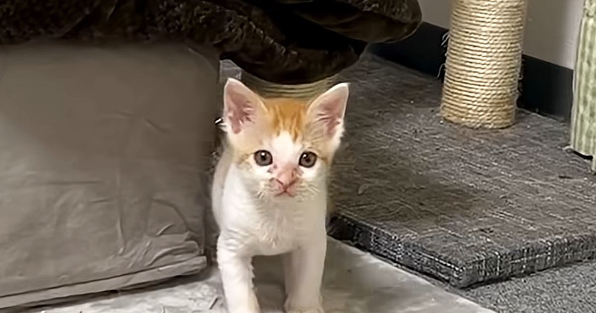 じっと見つめてくる子猫→じわじわと近づいてきて…思わずニヤける光景に「可愛すぎてダメージくらった」「ノックアウトｗ」と反響