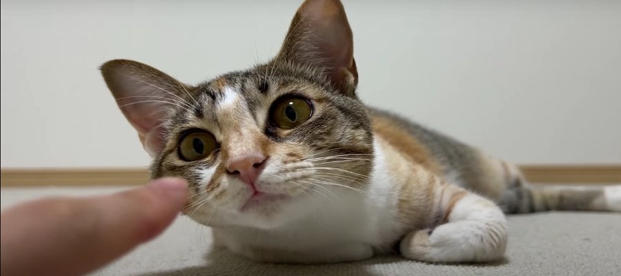 興味あるなし魔法の指？猫ズの必須アイテム