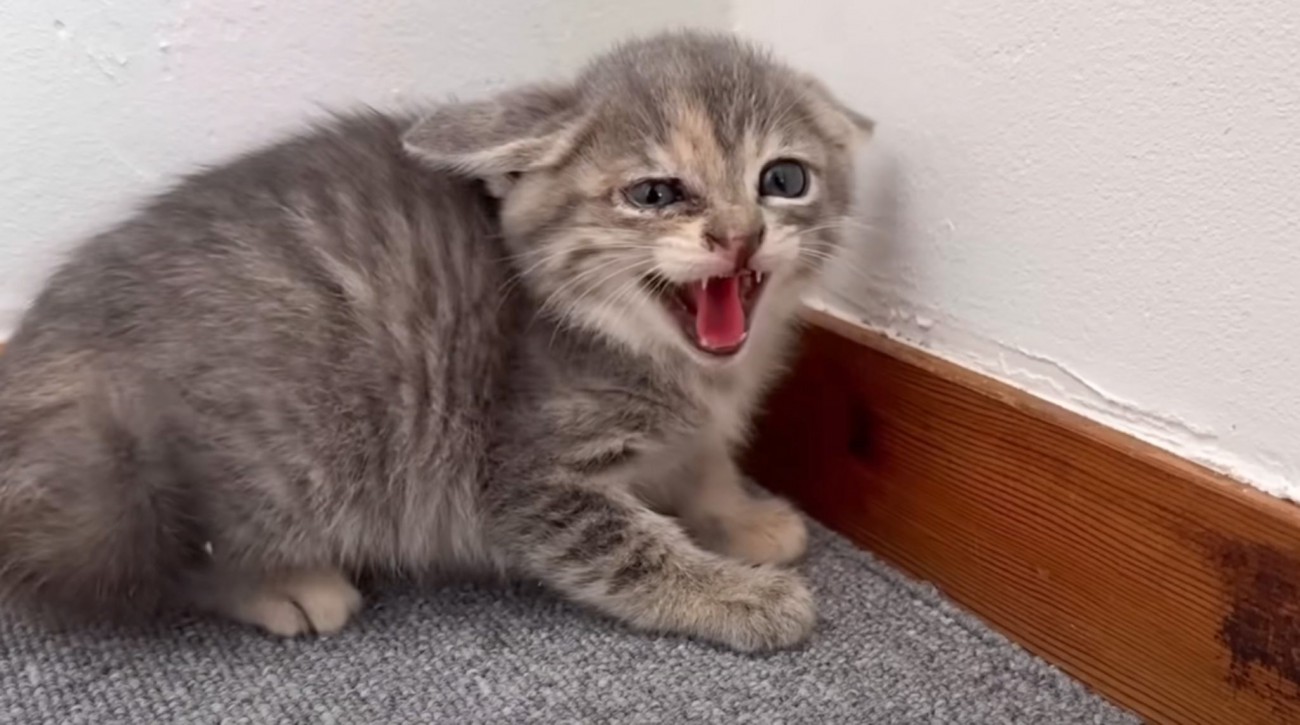 倉庫下から保護された子猫3きょうだい→ご飯を食べさせていたら…2日目の『微笑ましい光景』が9万再生「️めっちゃ可愛い」「愛おしい」