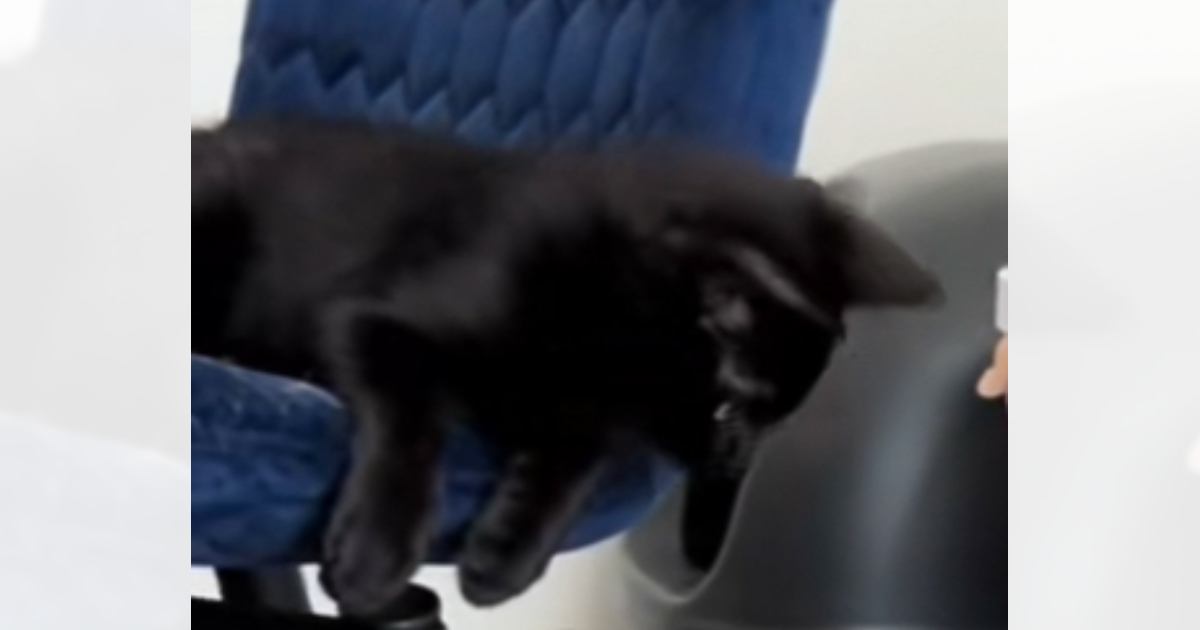 はじめましての新入り子猫に対して、先住猫が……あまりにも独特な『挨拶の仕方』に吹き出す人が続出「癖が強いｗ」「ニョロニョロしてるｗ」