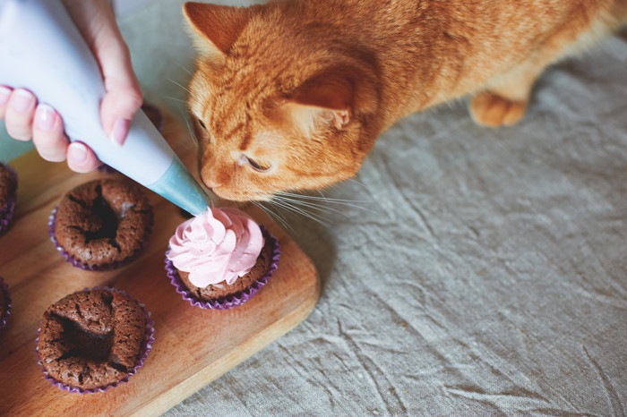 猫のおやつの必要性とその与え方