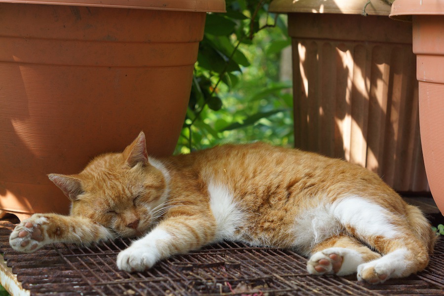 猫の熱中症対策！暑い夏を乗り切ろう！