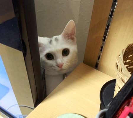 猫を絶対近づけたくない室内の危険ポイント５つ