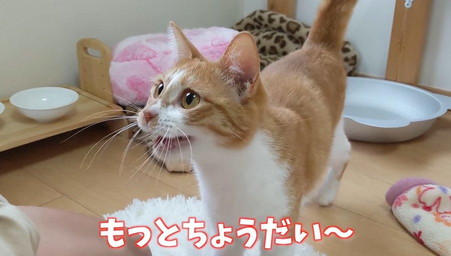 おやつくれるから好き？猫ちゃん達のおやつタイム