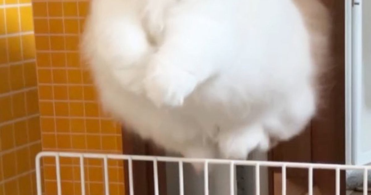 飼い主のもとに行きたくて『柵を飛び越えたネコ』→顔をよく見ると…尊すぎる瞬間に２万いいね「本物のエンジェルだ」「むちゃくちゃ可愛い」