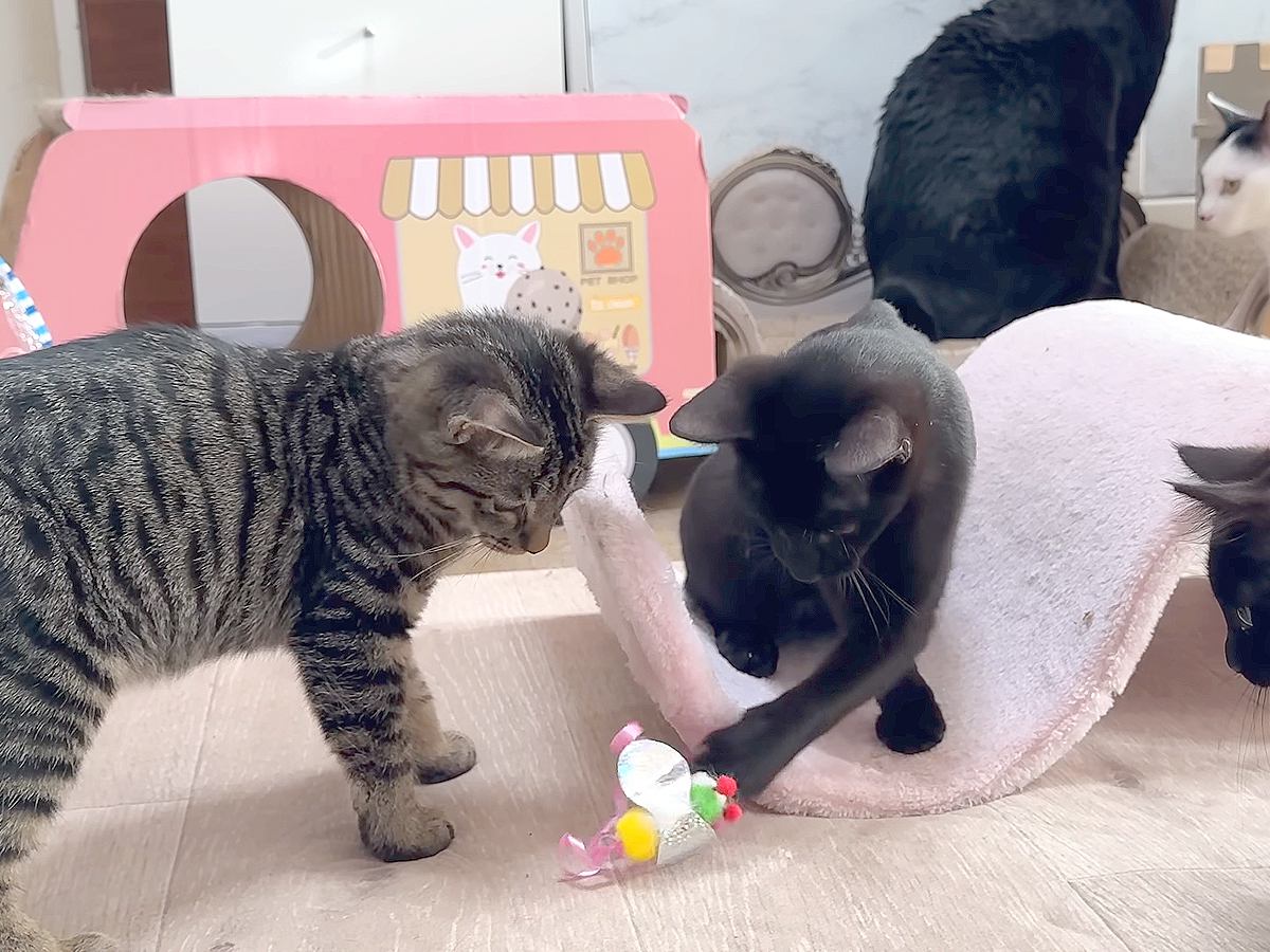 全力で遊ぶ赤ちゃんネコたち→終わったら１列に並んで…信じられないほど尊い『いただきますの光景』に「一斉にペロペロ」「楽しいね」と反響