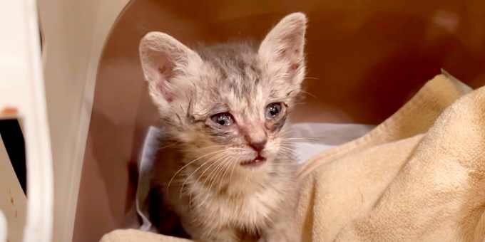 駐車場に倒れた子猫が…弱りきった小さな命の行く末は？