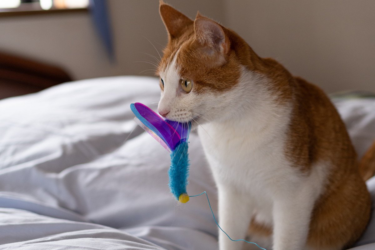 猫が飼い主さんに『おみやげ』を持ってくるときの5つの気持ち　もらったらどう対応すれば？