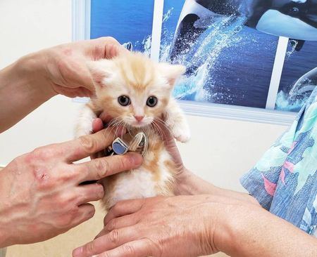 猫のために梅雨対策！猫の皮膚病「ホットスポット」の予防法と対処法