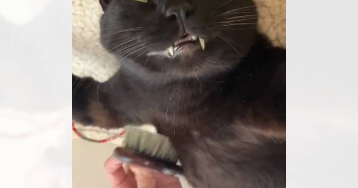 ブラッシングが気持ち良すぎた猫→表情を見てみると……野性味を失った『笑撃の姿』が41万表示「表情がｗｗｗ」「無限に見ちゃう」と爆笑の声