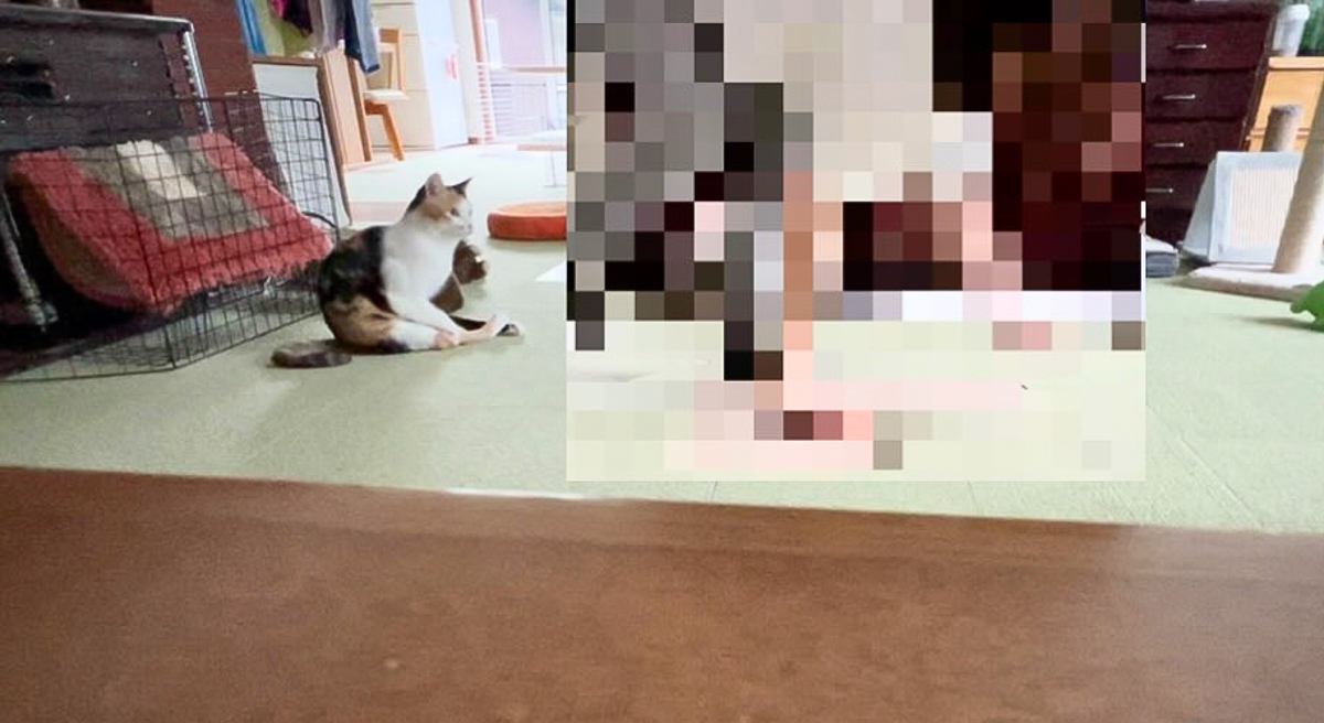 横で見ていた猫がドン引き…ペットカメラに映っていた『母の奇行』が1839万再生「全てが100点満点すぎるｗｗ」「フォームが綺麗で爆笑」