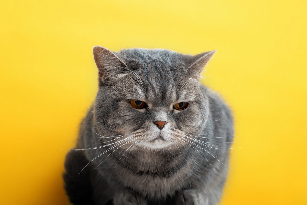 猫があなたに『クレーム』を訴えているときのサイン3つ　見分けるコツや不満への応え方も解説