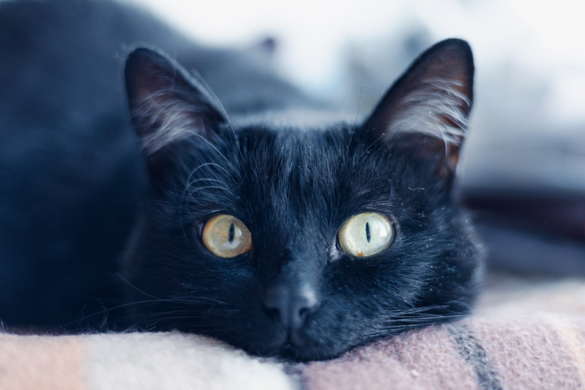 猫から『アイコンタクト』が送られてくるときの理由3つ　隠された心理や上手に応える方法もご紹介