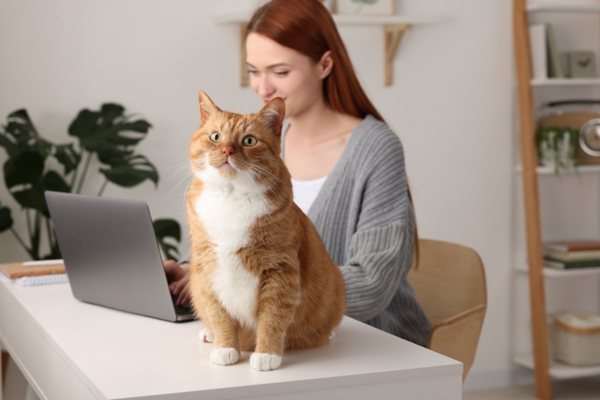 猫の『座っている場所』で気持ちがわかる？5つの位置で異なる意味や接し方のポイントを解説