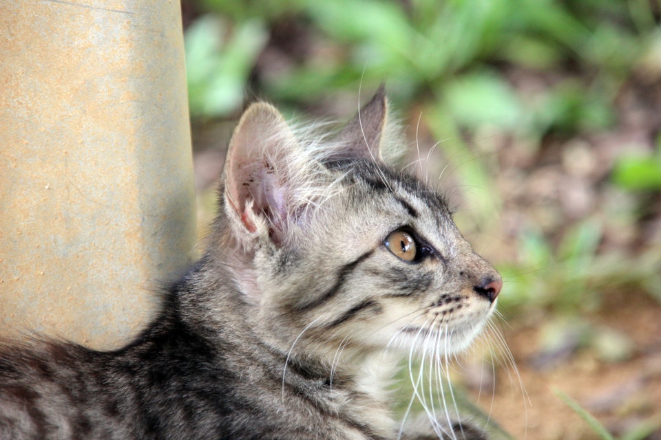 サバトラ｜性格/毛色/値段/飼い方/キジトラとの違いは？