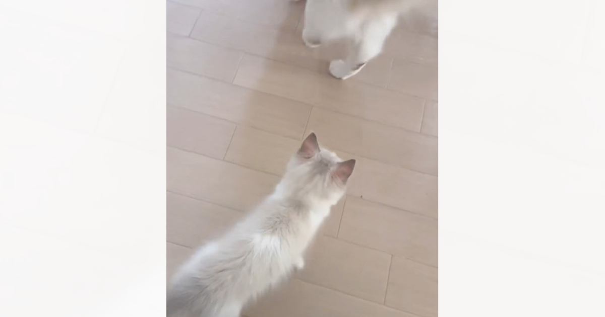 『ピャー』と鳴きながらうろうろする子猫に……お姉さん猫が見せた『心温まる対応』に癒される人が続出「優しいお姉さん」「仲良しだね」
