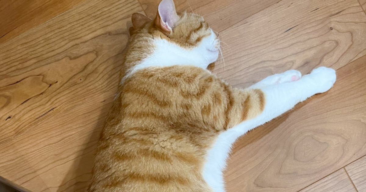 「お茶吹いたｗ」猫に小さめのダンボールをあげたら…『まさかの光景』に爆笑する人が続出「脳内では満喫してそうｗ」「斬新」と1万いいね