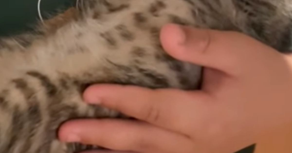 男の子が『子猫を抱っこ』して背中を優しくさすってあげると…幸せあふれる光景に「いいお父さんになる」「愛を感じる」と絶賛の声