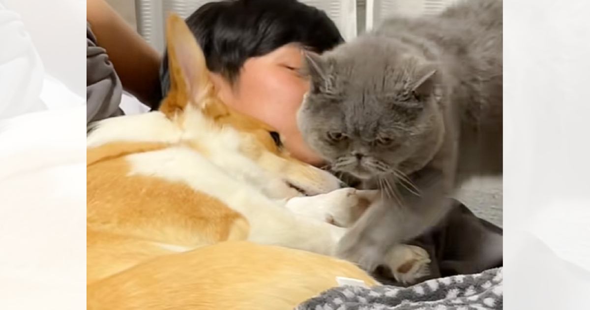 ベッドで犬と寝ていたら、猫もやってきて…次の瞬間→悶絶必至の『可愛すぎる光景』が35万再生「幸せそうだなぁ」「声にならない声が出た」