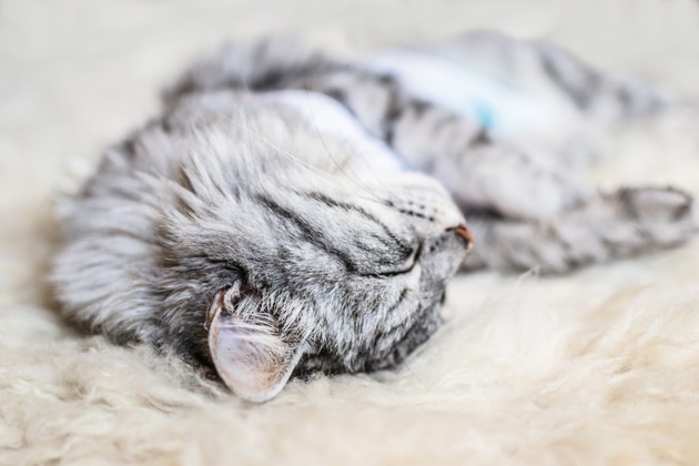 猫の手術後に気をつけたい2つのこと