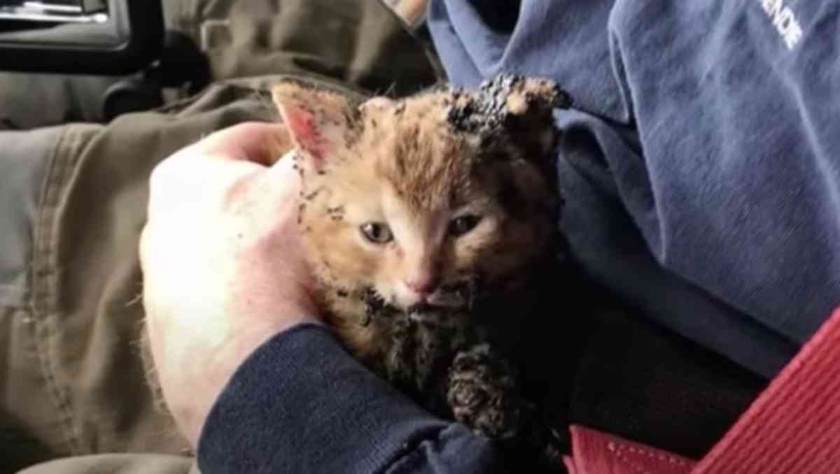 火災現場で火傷を負った子猫…運命の家族と出会い幸せに！