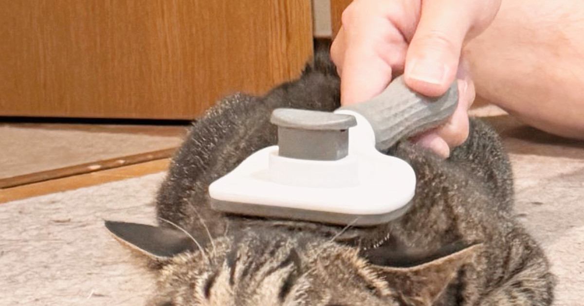 ブラッシングされる猫→正面から『顔』を見てみると…まさかの光景に２万いいね「顔が変わってるｗ」「別猫のようで笑った」と爆笑の声