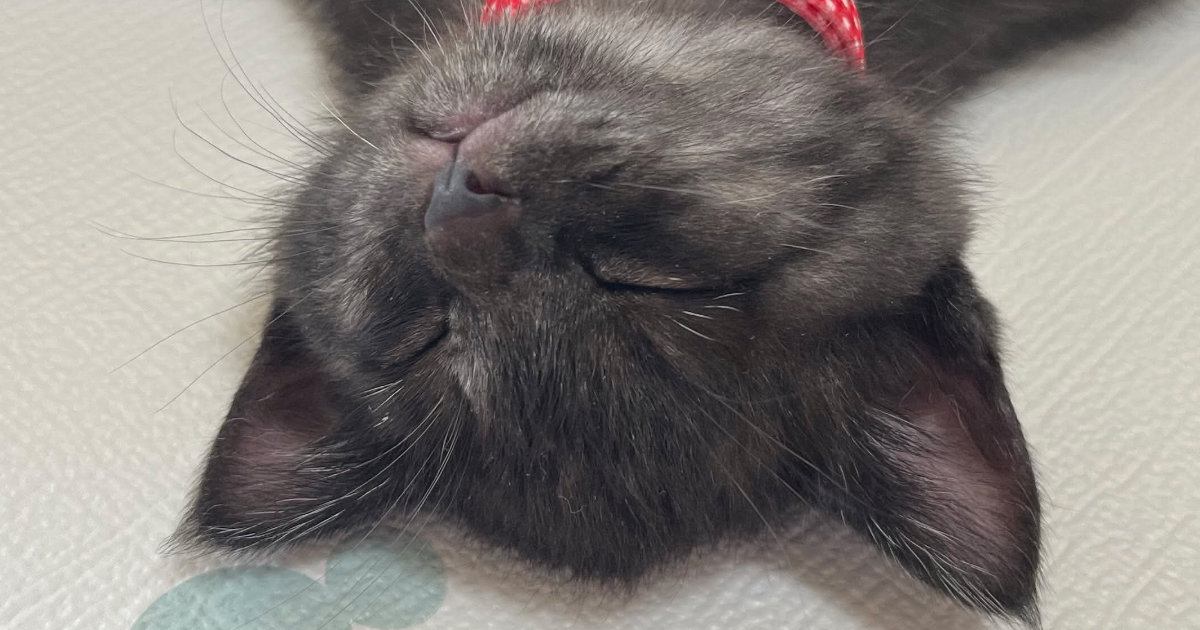 子猫を飼うことに最後まで反対していたパパ→そばに子猫がやってくると…まさかの展開に1万いいね「分かってるぅ」「いちばんチョロかったｗ」