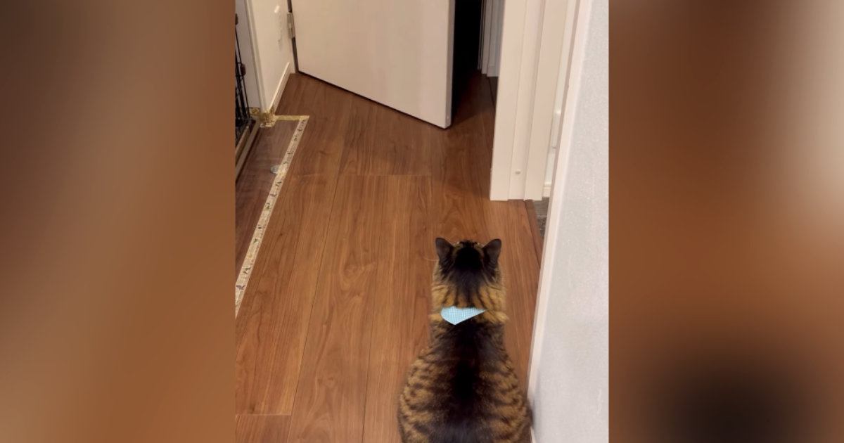 大好きな次男のことを『出待ちする猫』→トイレから出てくると…キュンとくる光景に「前世で恋人同士だったかも」「愛されてるねーｗ」と反響