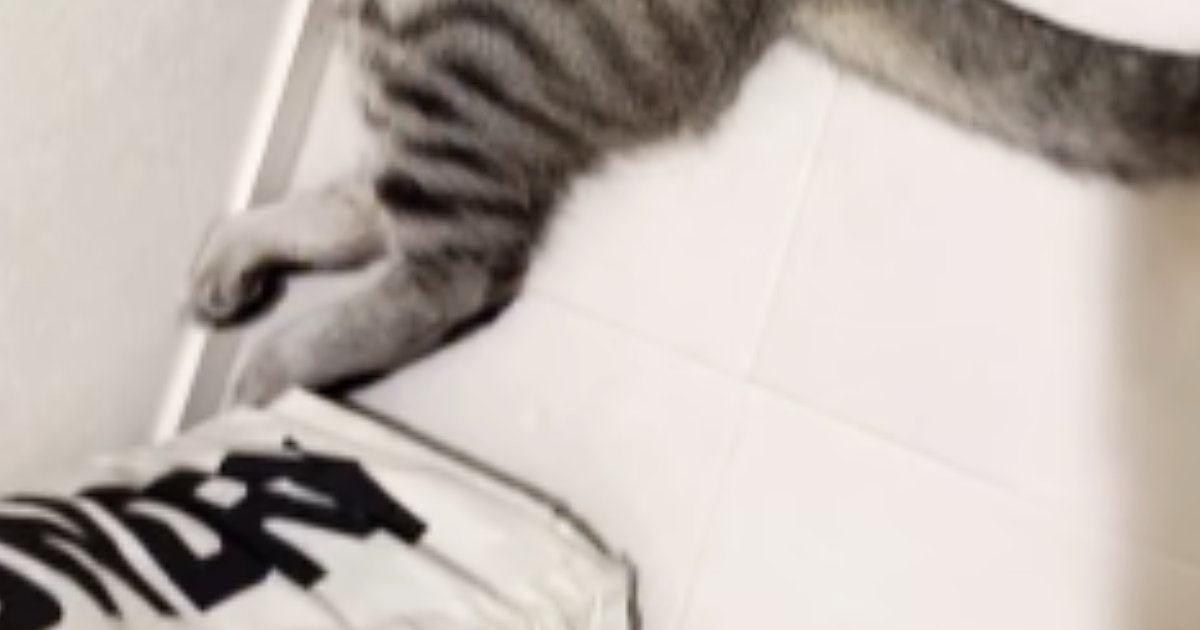 飼い主がお風呂から出てくるのを『待っていた猫』…思わず笑ってしまう『まさかの光景』に反響「可愛いｗｗ」「うらやましいｗ」