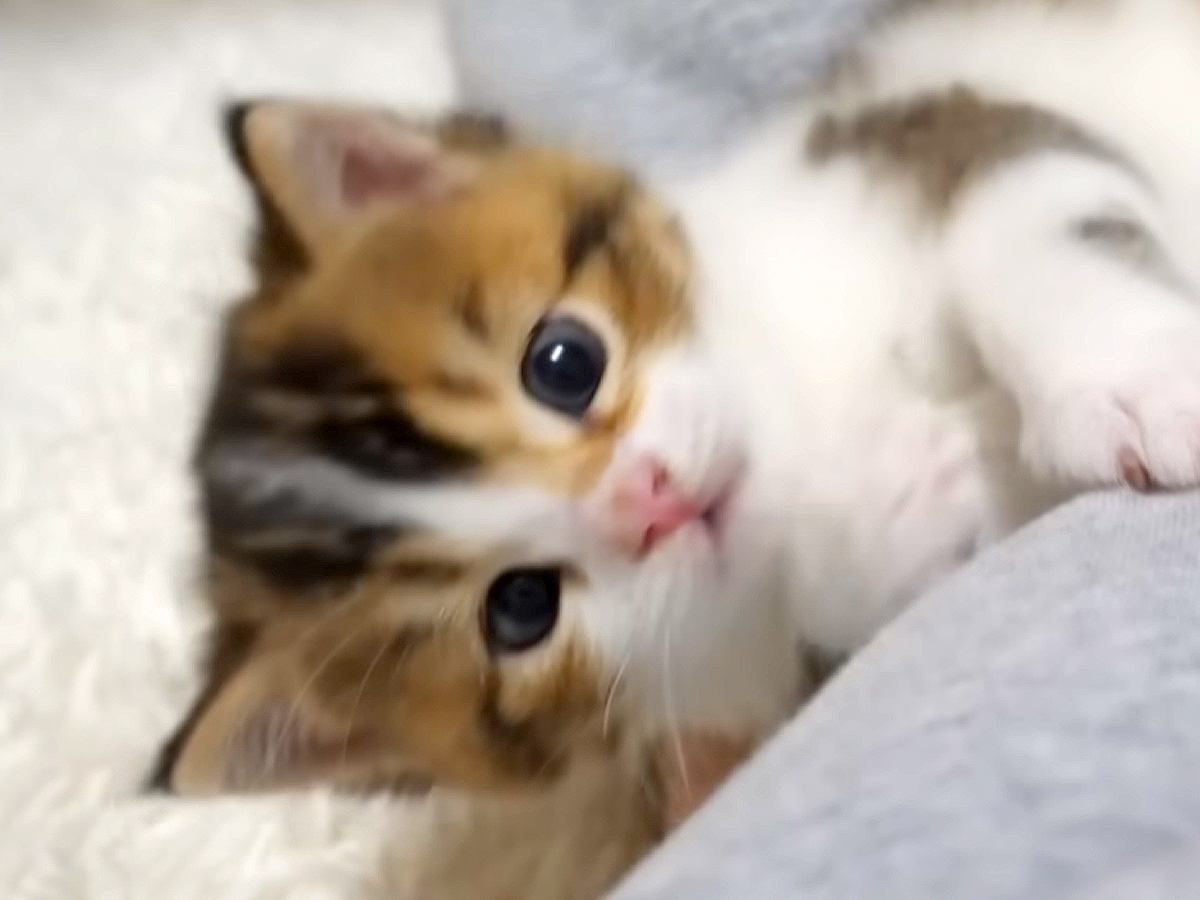 寝る前、飼い主が赤ちゃん猫とふれあった結果…あまりにも『癒されすぎる光景』が26万再生「かわいすぎ」「幸せな気持ちが伝わってくる」