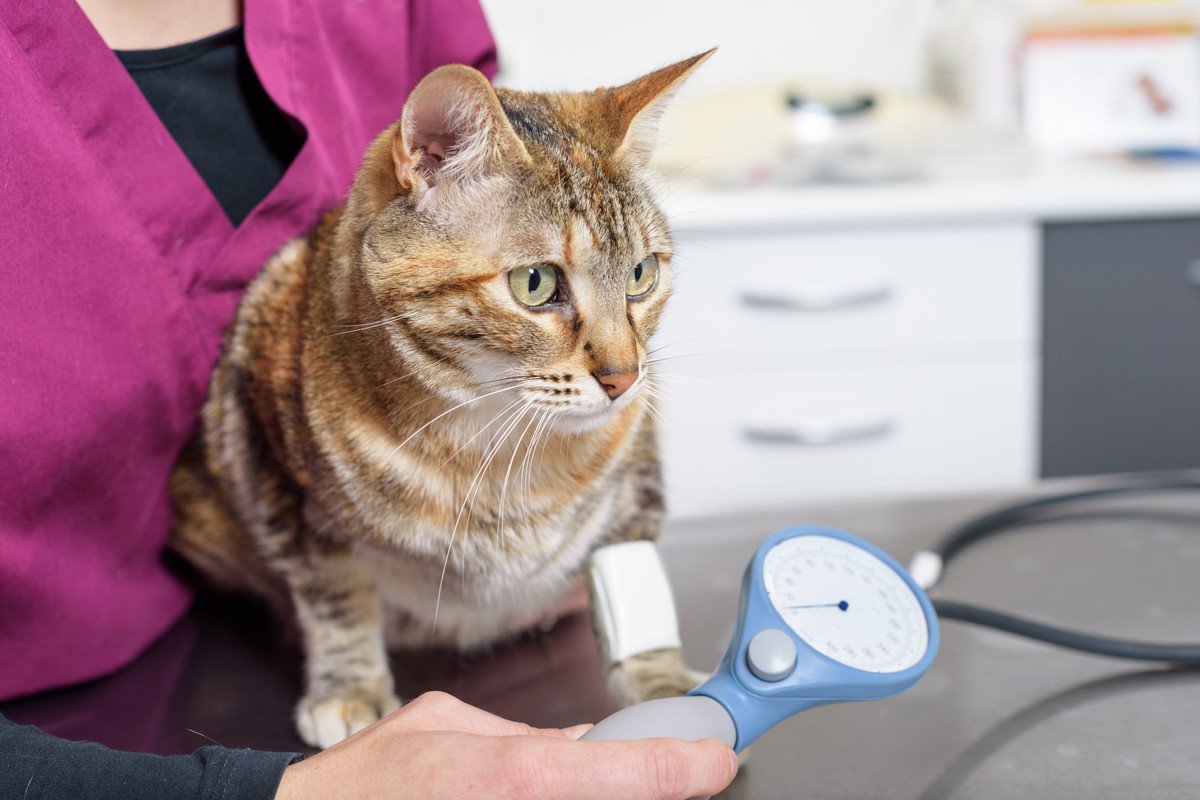猫も『高血圧症』になるって知っていますか？原因や症状、対処法を解説