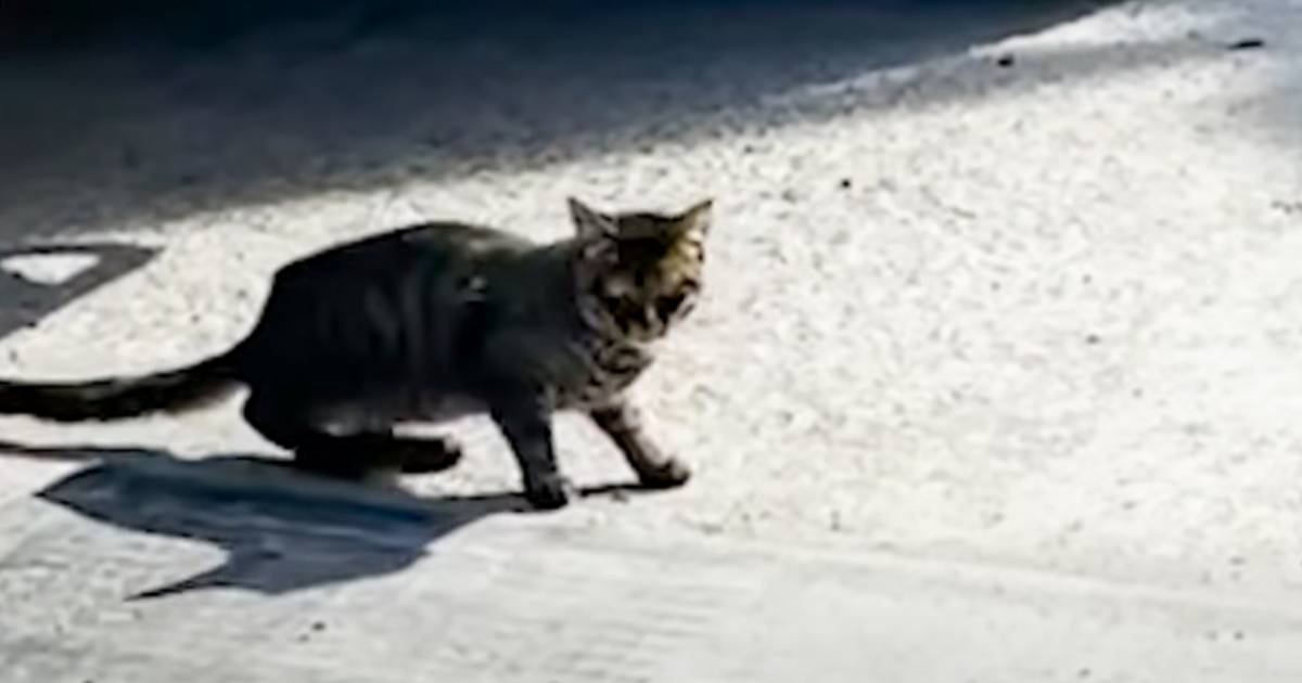 『とんでもなく危ない場所』に現れた野良猫が、3か月後……"まさかの光景"に感動する人が続出「本当にありがとう」「幸せになってね」