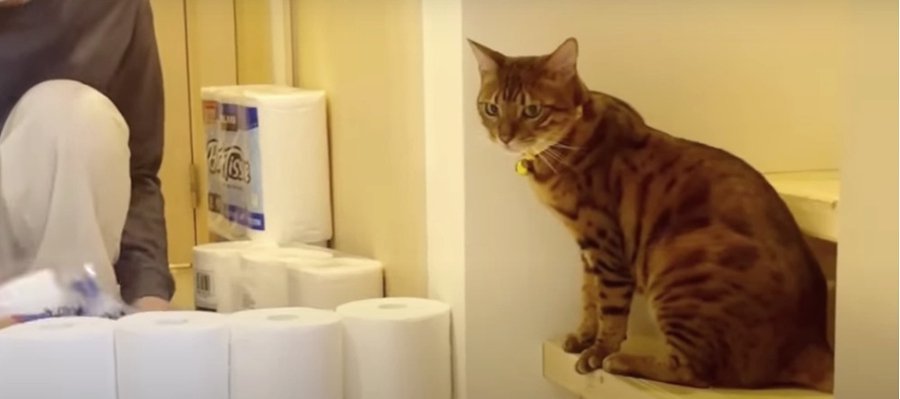 余裕でクリア！？猫くんたちのトイレットペーパーチャレンジ