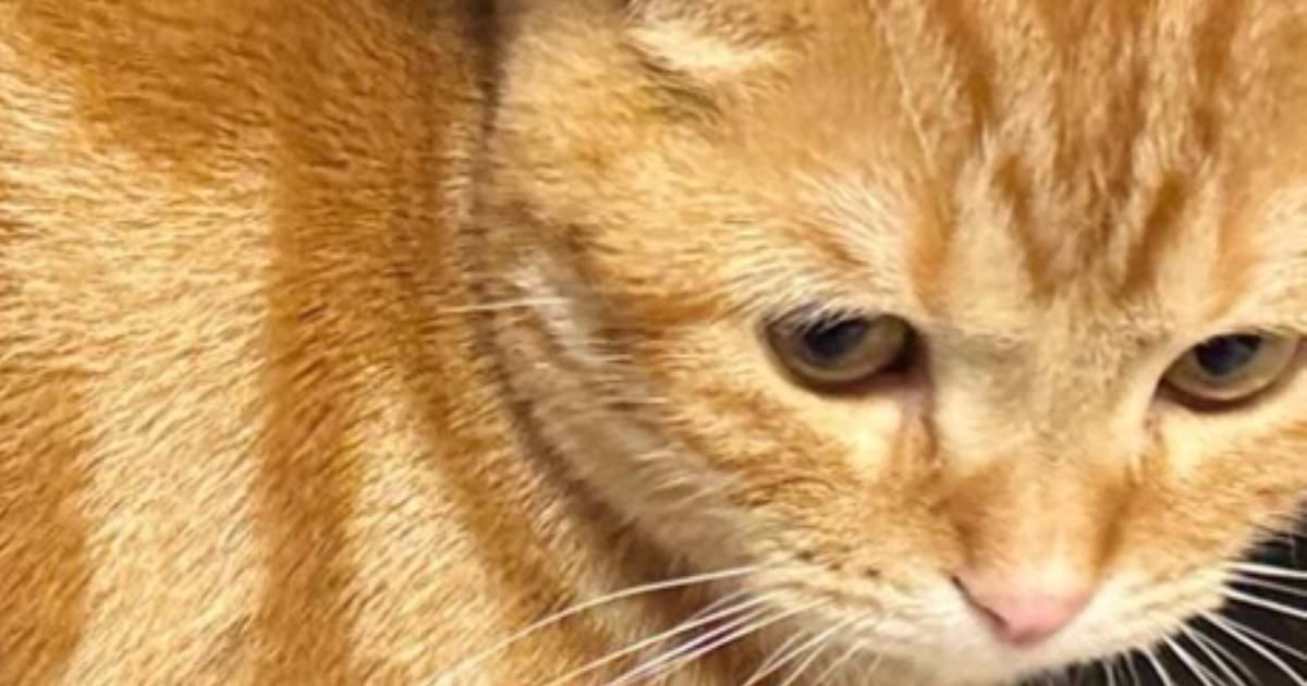 何気なく猫の『右脇腹』を見ていた飼い主さん→ふと既視感を感じたと思ったら…驚きの『模様』が2万いいね「めっちゃ達筆」「すごく綺麗」