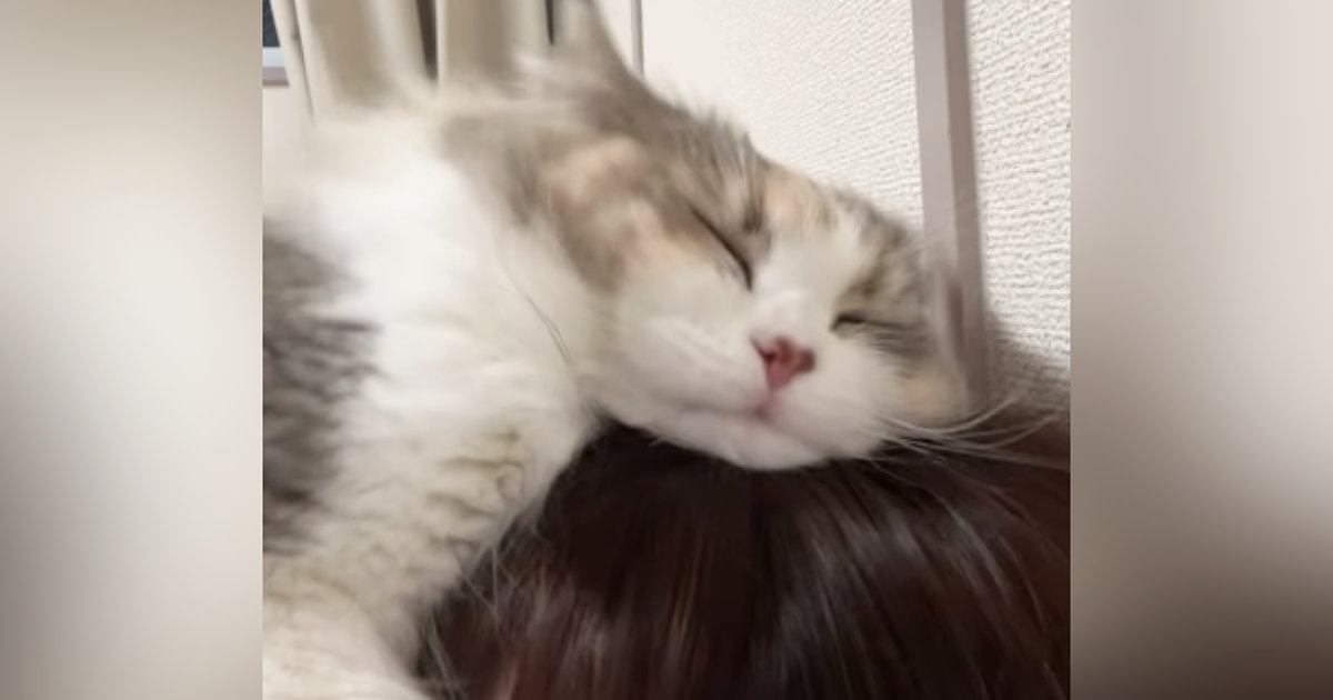 『飼い主はマタタビではありません』頭を抱きしめる猫→『激しすぎる愛情表現』が可愛いと110万再生「大好きが伝わる」「羨ましいｗ」
