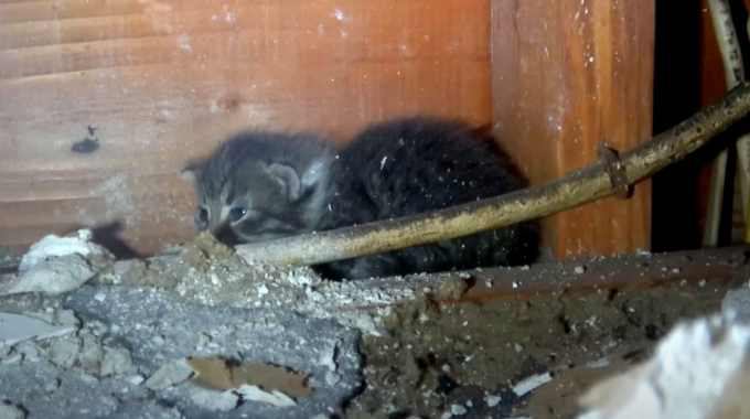 天井裏で生まれた子猫たち……壁が穴だらけになった救出劇の全貌は？