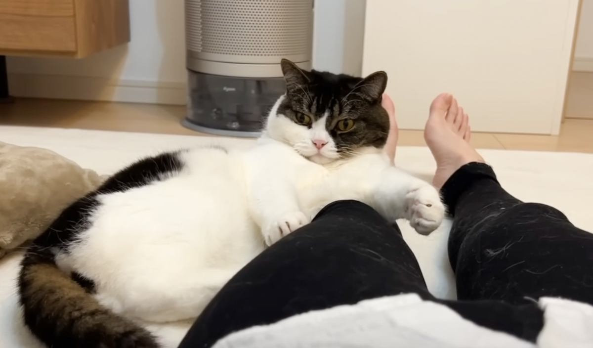 数日ぶりに帰宅したママ→嬉しくなった猫2匹の行動が…羨ましすぎる『甘えん坊全開な姿』が5万再生「愛されてるね」「幸せいっぱいで癒された」