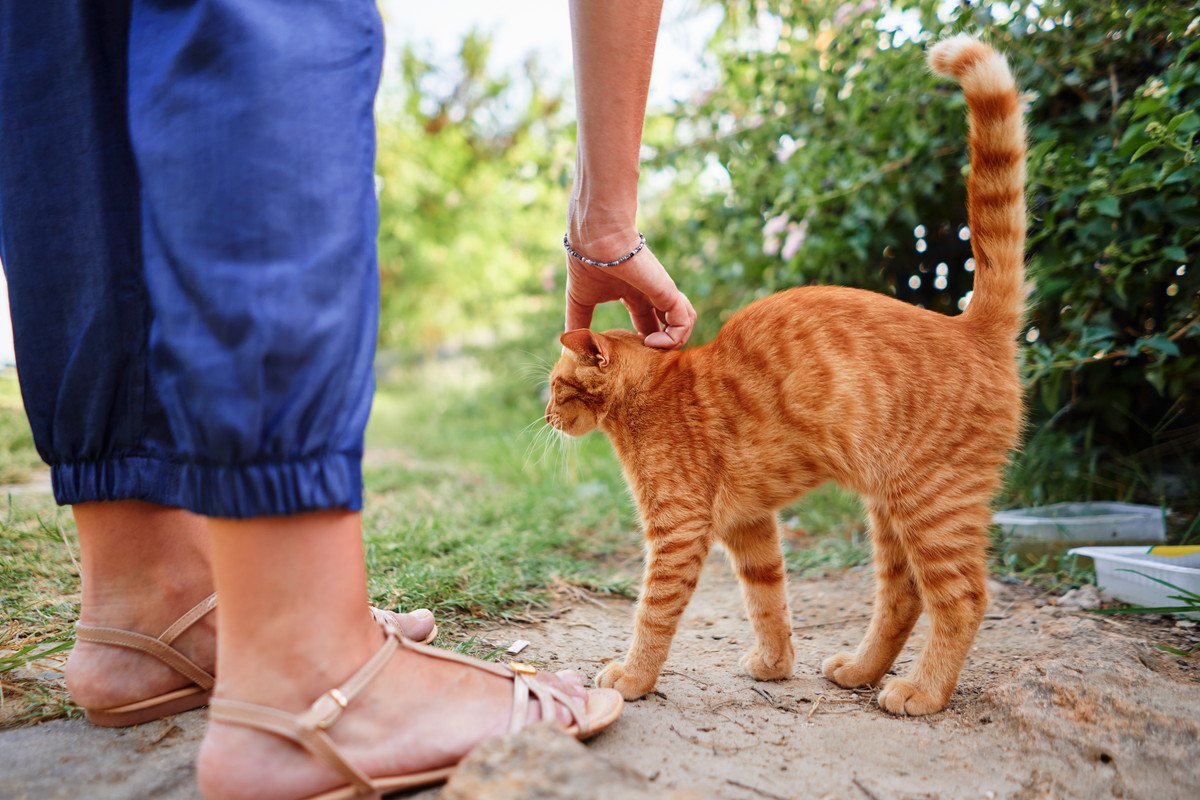 訃報…地域の人々を結び付けた「接着剤」として愛された地域猫が亡くなる　シンガポール