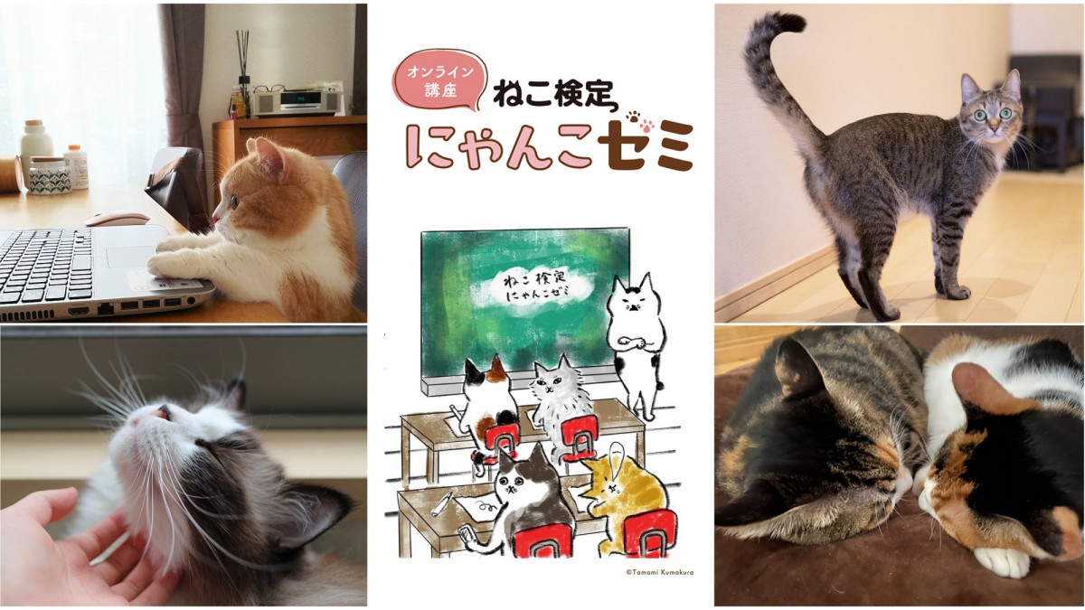 ねこの魅力に『動画』と『写真』でどっぷり浸かりながら、距離も縮まる60分！？