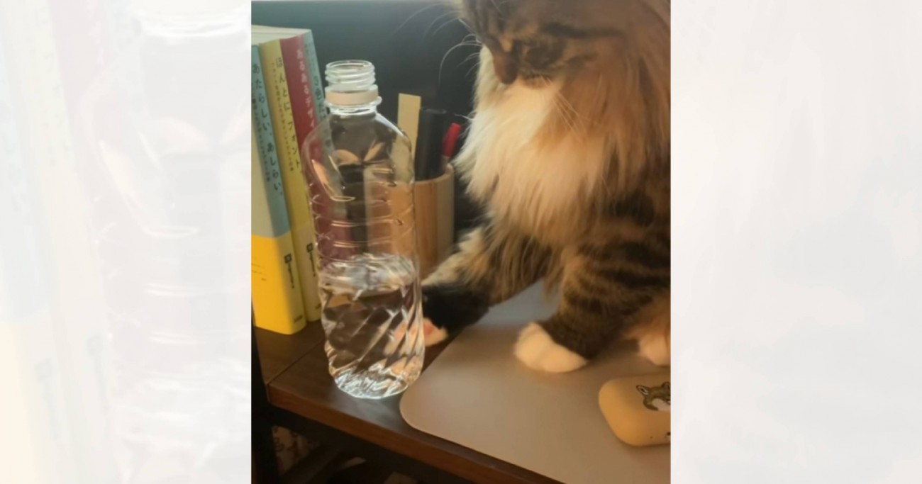 『水入りペットボトルを落としたい猫vs阻止する飼い主』…ついつい笑っちゃう戦いの様子が38万再生「ずっと見てられる」「攻防がたまらん」