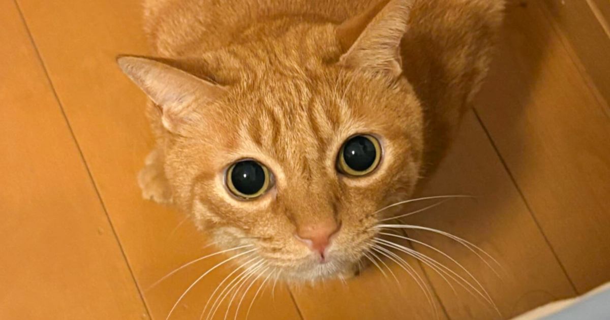くつろいでいた茶トラ猫の後ろ足を見たら…人間みたいな『まさかのポーズ』に「中の人いるでしょｗｗ」「漫画を読むときの体勢ｗ」と爆笑の声