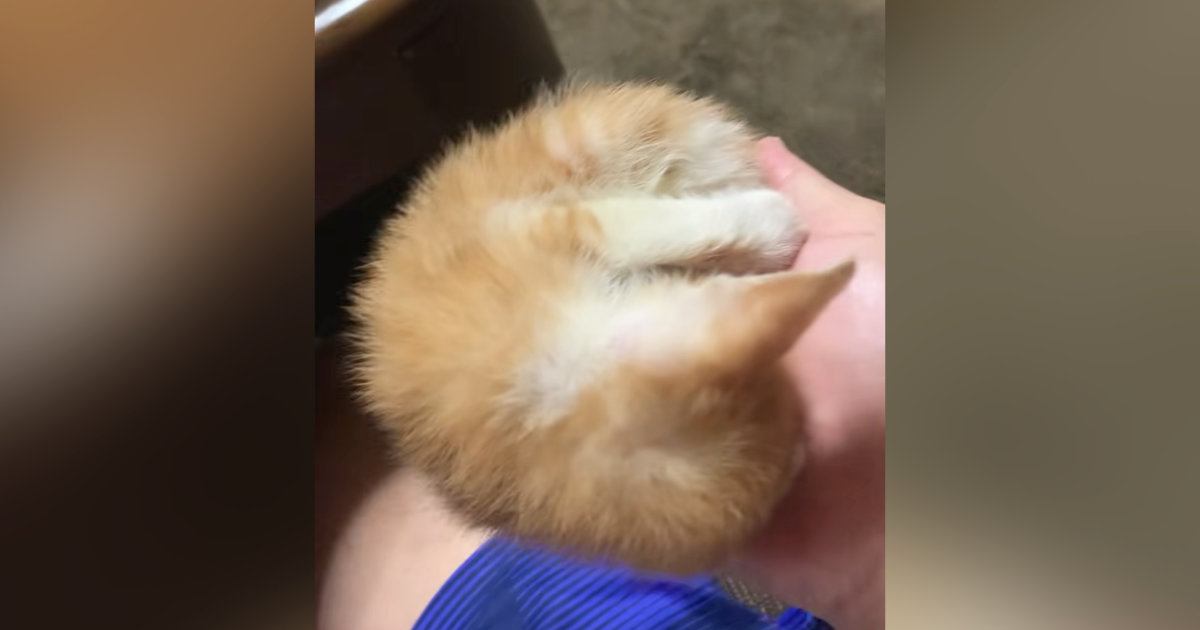 丸まって眠る『手のひらサイズの子猫』→移動させると……予想外の『可愛すぎる行動』に「あかん」「変な声出た」と悶絶する人が続出
