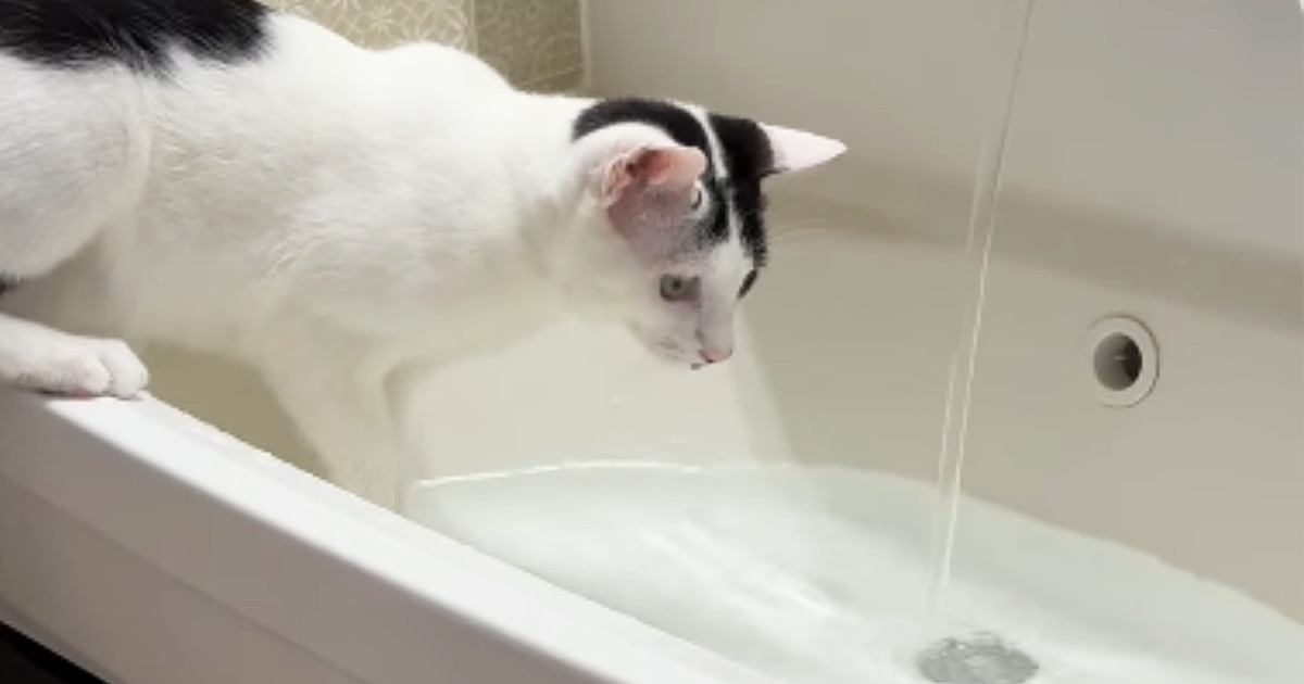 あまりにも『水に触りたがる猫』→シンクに水を溜めてあげると…驚きの光景が120万再生「爆笑しちゃった」「とにかく可愛い」