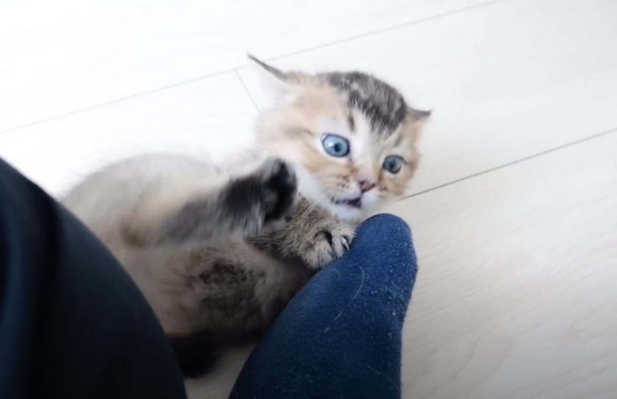 『たぶん飼い主のことをオモチャだと思ってる…』赤ちゃん猫の無邪気な姿が癒やされると141万再生「羨ましすぎる」「心が溶けていく」