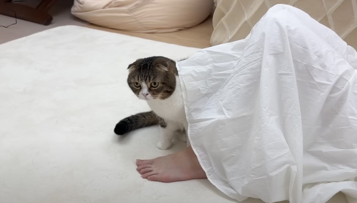 お昼寝中のママを見つめる猫→突然走り出して…爆笑必至の『斬新すぎる起こし方』が56万再生「大胆だなぁ」「それはアウトよ」