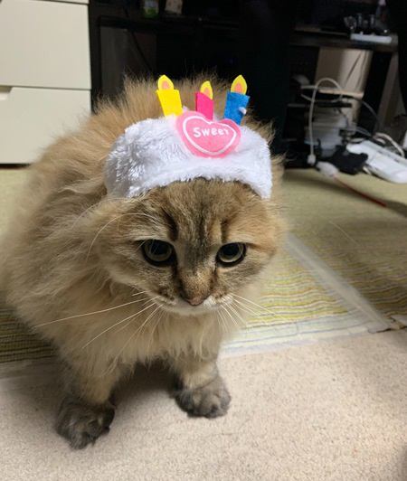 たとえ猫バカと言われても…してあげたいと思うこと３選