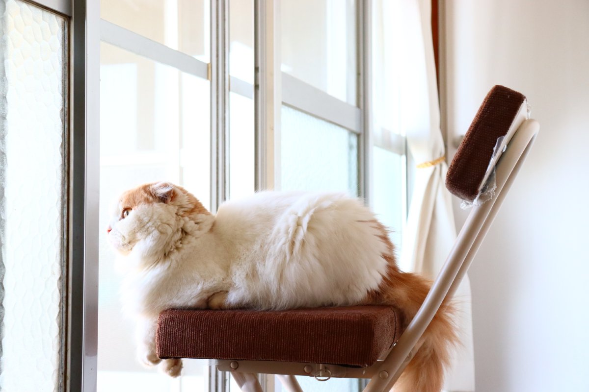 猫は『留守番が上手』と言われるけど本当？外出前に確認しておくべき4つのポイント