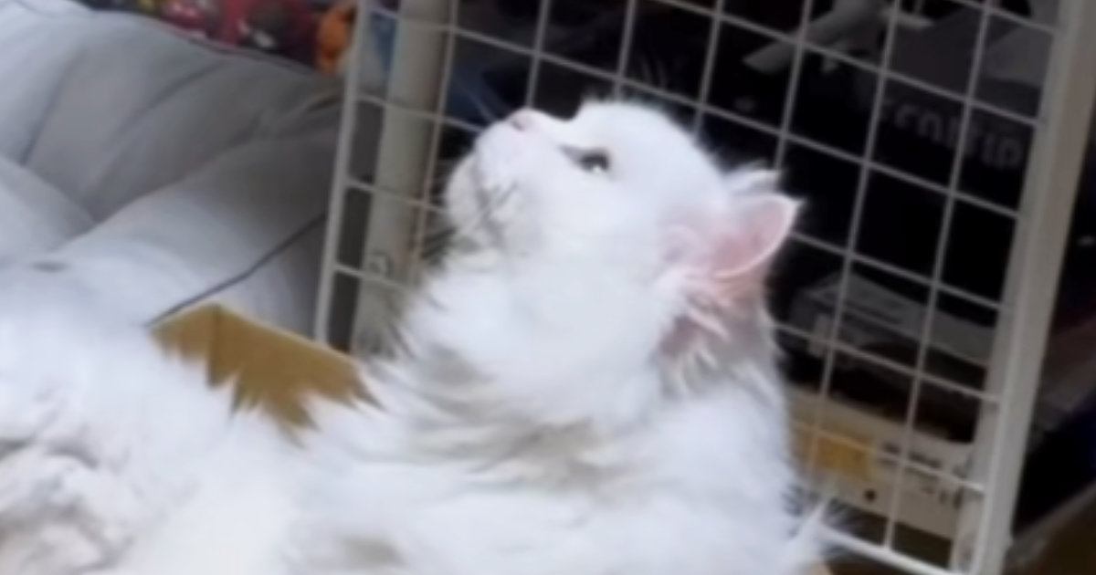 白猫と暮らし始めて14年、『初めて離れた』結果→寂しいかなと思ったら…留守中の『予想外すぎる光景』に爆笑「大物だわｗ」「元気かなぁ」